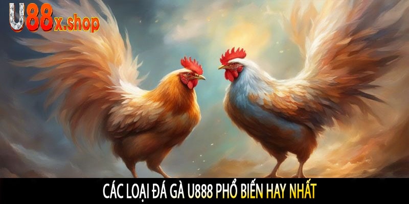Các Loại Đá Gà U888 Phổ Biến Hay Nhất
